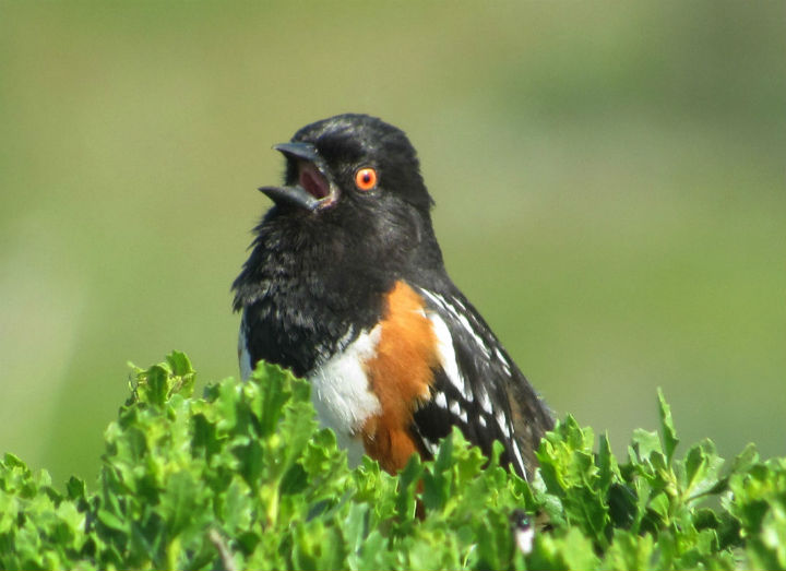 Spotted Towhee